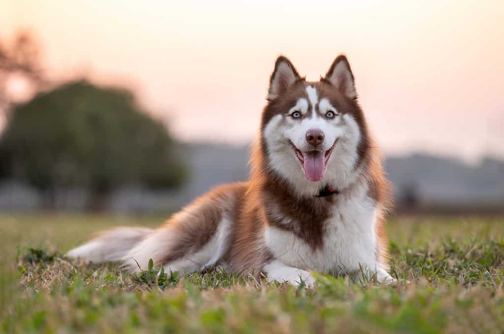 Dogs